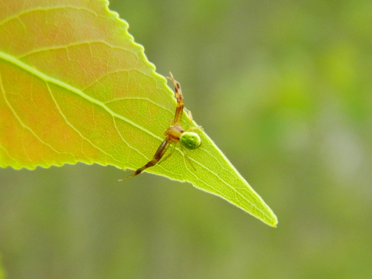Ebrechtella tricuspidata - Viadana (MN)